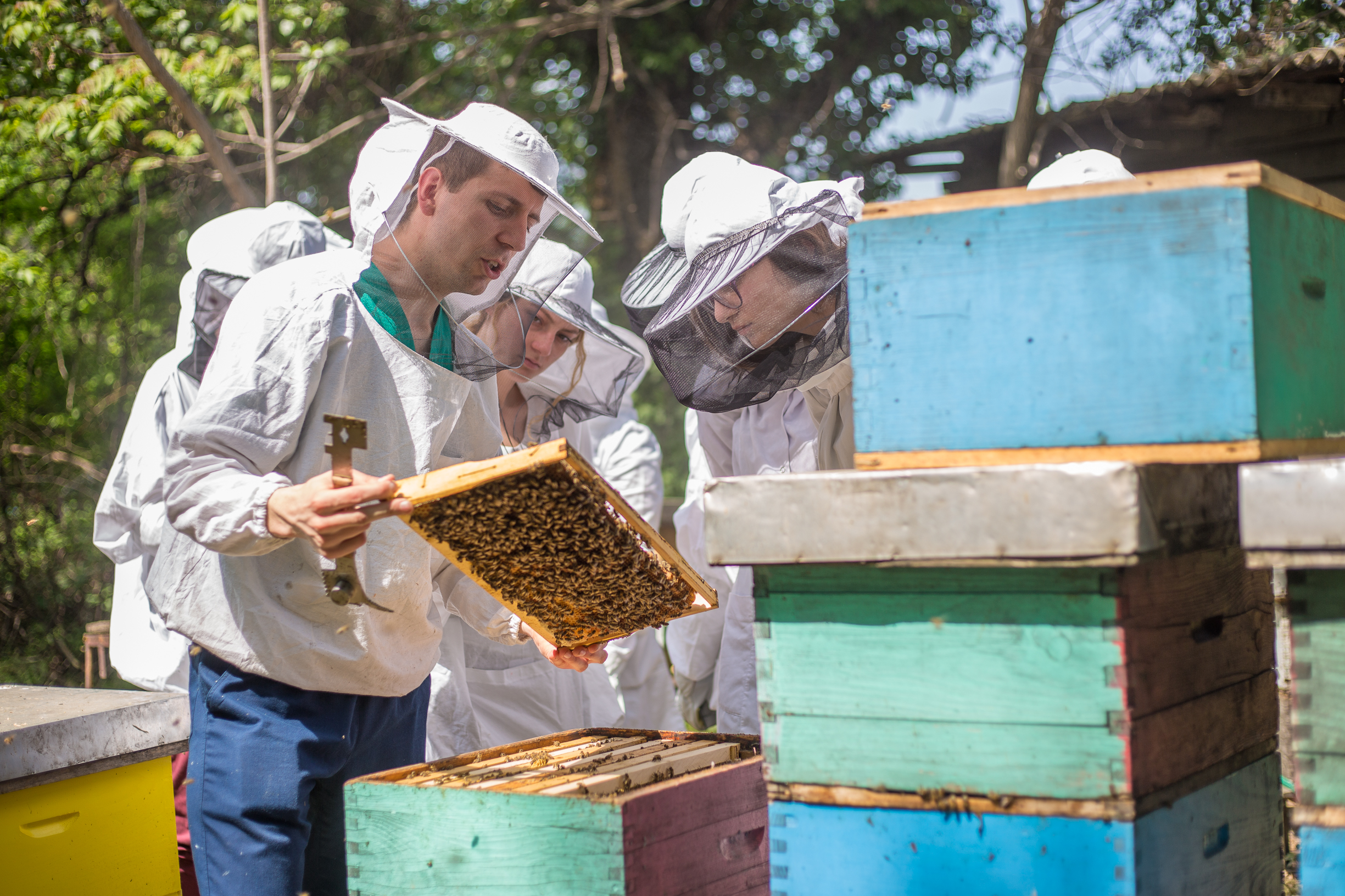 Suplement za prihranu pčela na bazi vodenog ekstrakta šampinjona